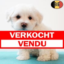 Maltezer 030725 M(BE9926) 0330925 verkocht - vendu.jpg
