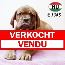 Bordeaux Dog 310525 F (HU3368) 170925 verkocht - vendu.jpg