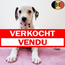 Dalmatier 210725 F(BE0555) 170925 verkocht - vendu.jpg