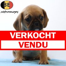 Retro-mops 070725 M(BE4753) 100925 verkocht - vendu.jpg