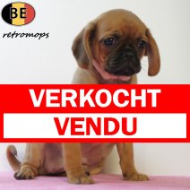 Retro-mops 070725 F(BE2067) 100925 verkocht - vendu.jpg