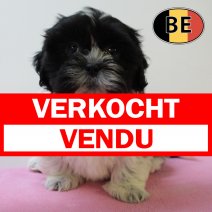 Lhasa Apso 160625 F (BE7009) 130825 verkocht - vendu.jpg