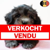 Maltipoo 010725 F(BE9417) 0330925 verkocht - vendu.jpg