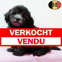 Maltipoo 010725 F(BE1273) 0330925 verkocht - vendu.jpg