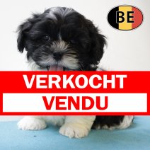 Lhasa Apso 160625 M (BE7014) 130825 verkocht - vendu.jpg