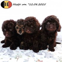 Nestje Dwergpoedel pups 120825 (BE) chocolat en zwart sable - Beschikbaar 171025.jpg