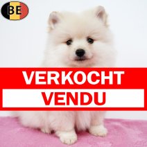 Keesje F(BE4823) 190925 verkocht - vendu.jpg