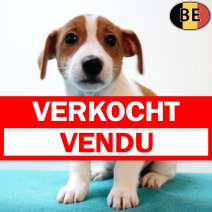 Jack Russell 160725 M(BE6592) 170925 verkocht - vendu.jpg