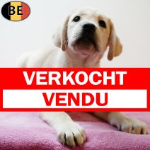 Labrador 160725 F(BE1580) 170925 verkocht - vendu.jpg