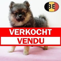 Keesje 060725 F(BE0971) 240925 verkocht - vendu.jpg