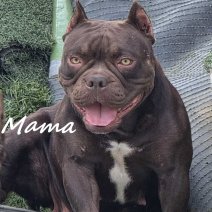 Exotic Bully mama van de pups.jpg