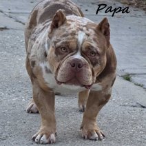 Exotic Bully papa van de pups.jpg