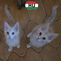 Maine Coon kittens (HU) beschikbaar begin november 2025.jpg