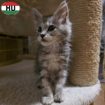 Maine Coon kitten (HU) beschikbaar begin november 2025 (1).jpg