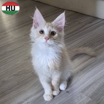 Maine Coon kitten (HU) beschikbaar begin november 2025.jpg