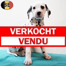 Dalmatier 210725 M(BE0279) 170925 verkocht - vendu.jpg
