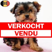 Yorkshire Terrier 130725 F(BE0810) 170925 verkocht - vendu.jpg