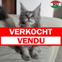 Maine Coon kitten (HU) beschikbaar begin november 2025 (2) verkocht - vendu.jpg
