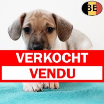 Jack Russell 160725 M(BE6559) 170925 verkocht - vendu.jpg