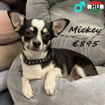Chihuahua Mickey 040425 M(HU3288) 300925.jpg