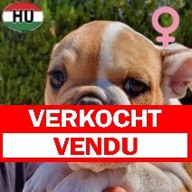 Engelse Bulldog pup F2 (HU) beschikbaar oktober 2025 (1) verkocht - vendu.jpg
