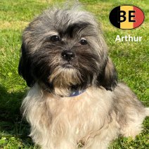 Shih Tzu 020625 M (BE7008) 011025.jpg