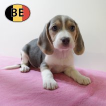 Beagle 150725 F(BE0925) 011025.JPG