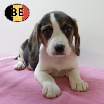 Beagle 150725 F(BE0973) 011025.JPG