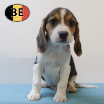 Beagle 150725 M(BE1254) 011025.JPG