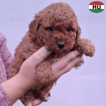 Dwergpoedel pup rood2 (HU) Beschikbaar eind november 2025.jpg