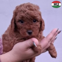 Dwergpoedel pup rood1 (HU) Beschikbaar eind november 2025.jpg