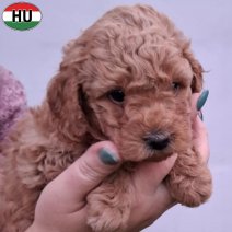 Dwergpoedel pup abrikoos (HU) Beschikbaar eind november 2025.jpg