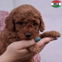 Dwergpoedel pup rood (HU) Beschikbaar eind november 2025.jpg