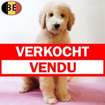 Koningspoedel 100725 F(BE1252) 240925 verkocht - vendu.jpg
