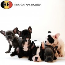 Nestje Franse Bulldog pups 040825 (BE) 031025.jpg