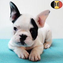 Franse Bulldog 040825 M(BE0809) 031025.jpg