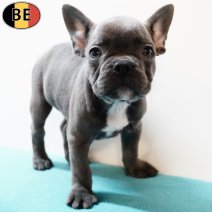 Franse Bulldog 040825 M(BE0780) 031025.jpg