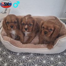 Cavalier King Charles pups M(SK) beschikbaar begin november 2025.jpg