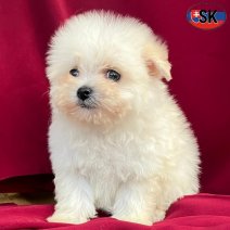 Pomapoo pup 3 (SK) beschikbaar eind oktober 2025.jpg