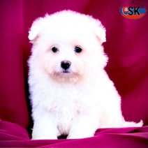 Pomapoo pup 2 (SK) beschikbaar eind oktober 2025.jpg