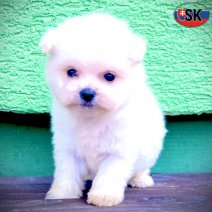 Pomapoo pup 1 (SK) beschikbaar eind oktober 2025.jpg