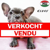 Franse Bulldog 190525 F(HU3348) 170925 verkocht - vendu.jpg