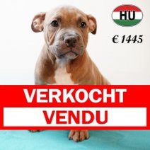 American Bully 020625 M (HU3350) 170925 Verkocht - Vendu.jpg