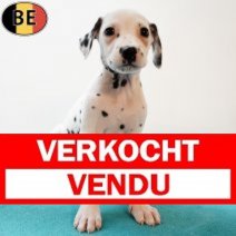 Dalmatier 210725 M(BE0334) 170925 Verkocht - Vendu.jpg