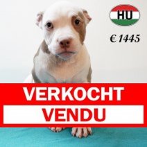 American Bully 020625 M (HU3349) 170925 Verkocht - Vendu.jpg