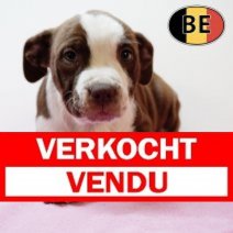 American Staffordshire Terrier 270725 F (BE0779) 260925 Verkocht - Vendu.jpg