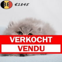 Britse Langhaar 180725 (mannelijke kitten 1) 100925 Verkocht - Vendu.jpg