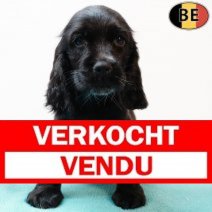 Engelse Cocker 060825 M(BE5196) 031025 Verkocht - Vendu.jpg