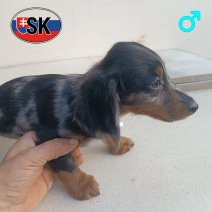 Teckel M (SK) af te halen op 21 oktober.jpg
