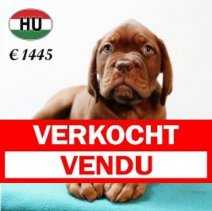 Bordeaux Dog 310525 M (HU3366) 170925 Verkocht - Vendu.jpg